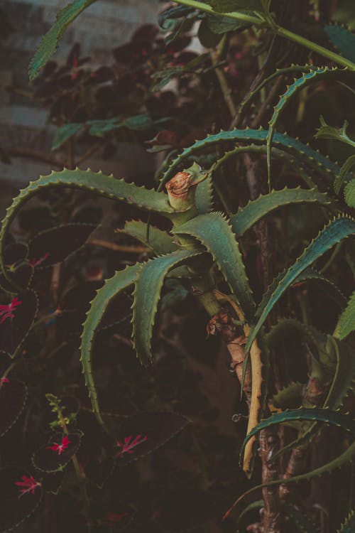 仙人掌植物 · 免费素材图片