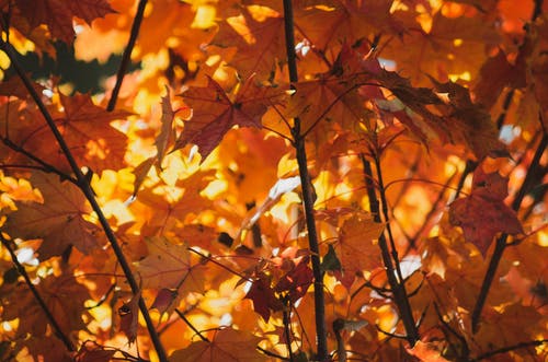 秋天的树叶 · 免费素材图片