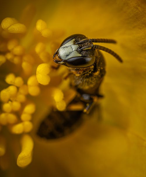 蜜蜂采集花粉 · 免费素材图片