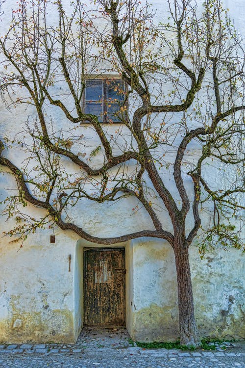 房子的树前 · 免费素材图片