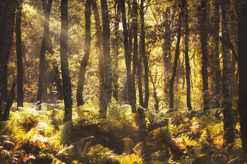 绿树 · 免费素材图片