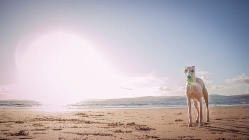 狗站在海边的照片 · 免费素材图片