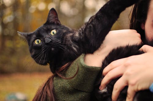 携带一只黑猫的人的选择性焦点特写照片 · 免费素材图片
