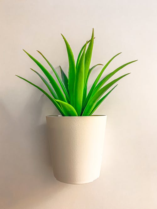 白锅绿叶植物 · 免费素材图片