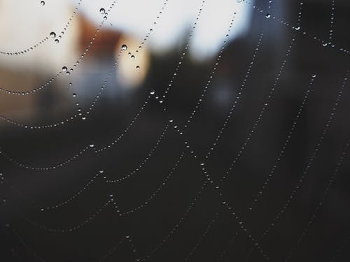 蜘蛛网特写摄影 · 免费素材图片