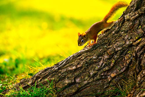 棕色松鼠特写摄影 · 免费素材图片