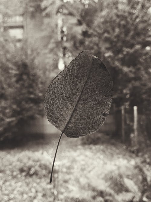 叶的灰度摄影 · 免费素材图片