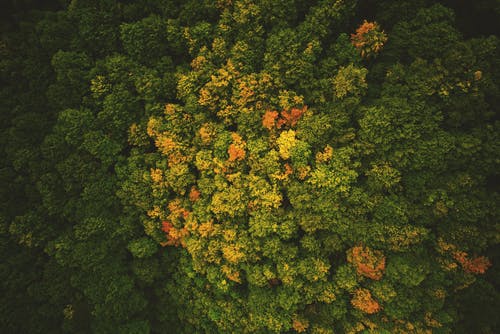 空中射击的森林 · 免费素材图片