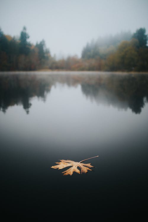漂浮在水体上的叶子 · 免费素材图片