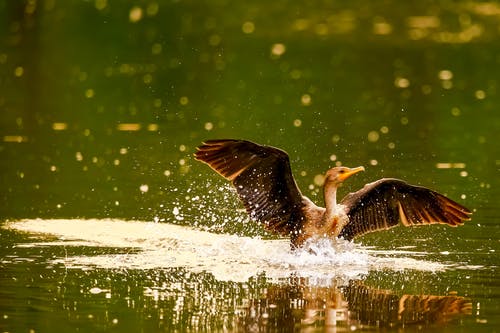 水体上的棕鸟 · 免费素材图片