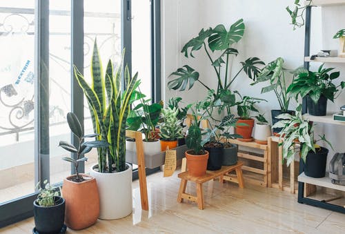 盆栽绿色室内植物 · 免费素材图片