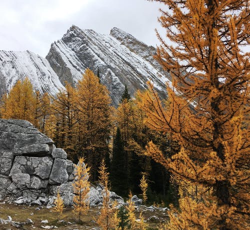 布朗和黑树在山旁边 · 免费素材图片