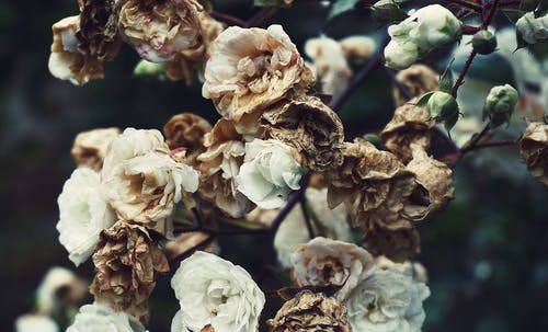 白色和棕色花瓣的花朵特写摄影 · 免费素材图片