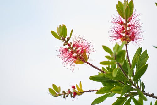 粉红色的花朵，用叶子 · 免费素材图片