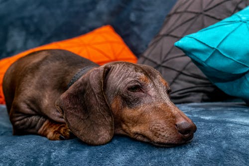 躺在蓝色的沙发上的特写布朗腊肠狗 · 免费素材图片