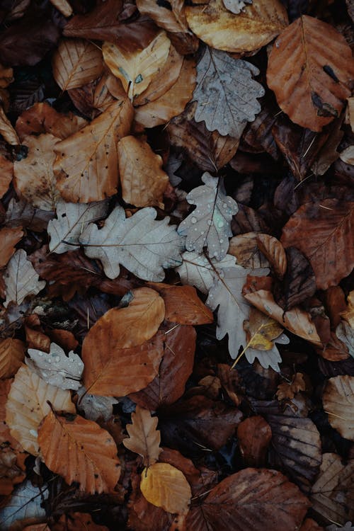 秋天的树叶 · 免费素材图片