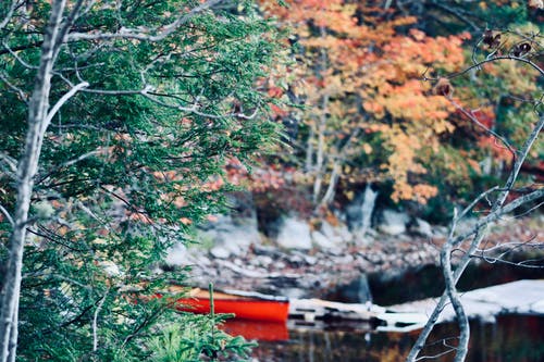 秋天的树叶背景湖 · 免费素材图片