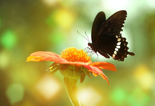 橙花上的黑蝴蝶 · 免费素材图片