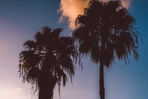 黎明时棕榈树的照片 · 免费素材图片