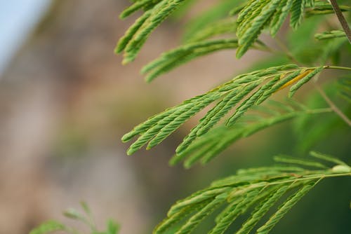 绿色的叶子的植物的特写视图 · 免费素材图片