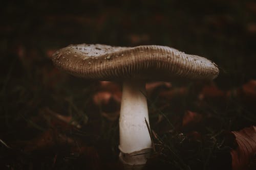 白蘑菇 · 免费素材图片