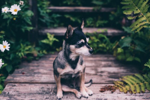 狗坐的选择性焦点照片 · 免费素材图片