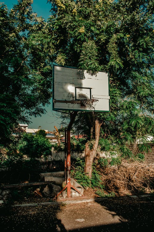 绿树旁的白色和黑色篮球架 · 免费素材图片