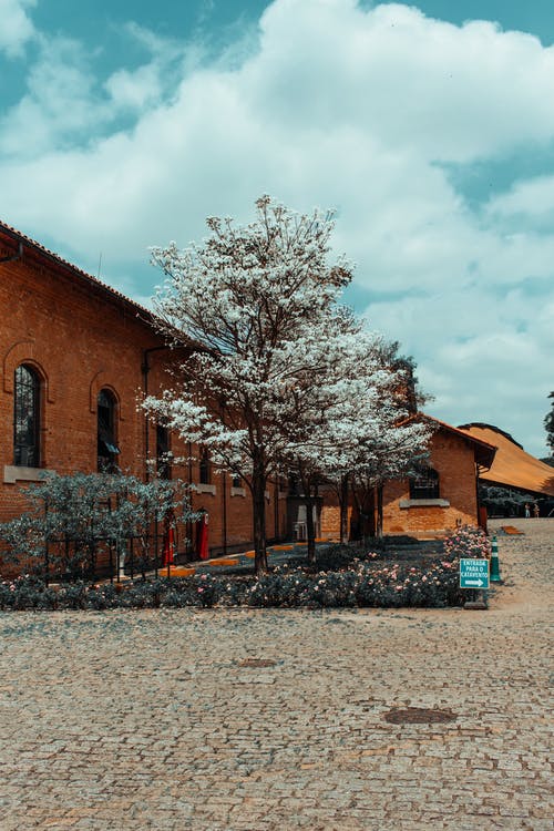 盛开的白色开花的树木在被鹅卵石包围的建筑物一侧 · 免费素材图片