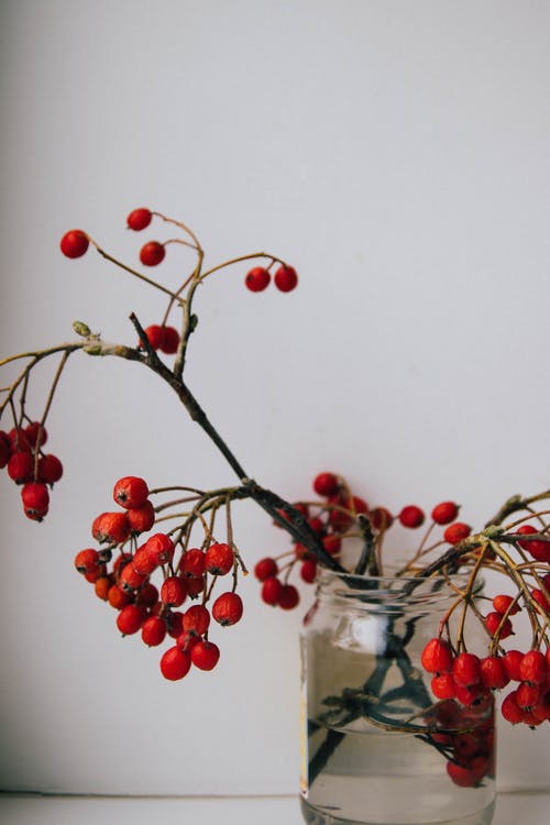 室内装饰的红色浆果罐子上 · 免费素材图片