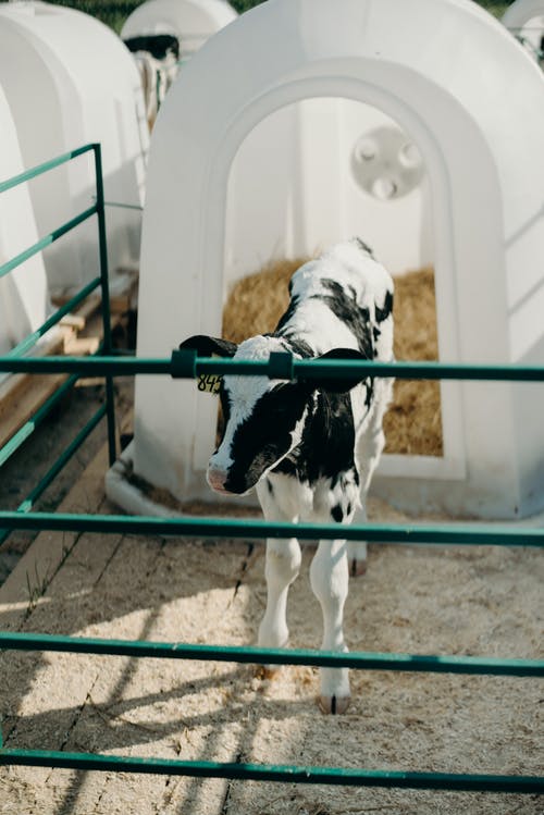 白色和黑色小牛 · 免费素材图片