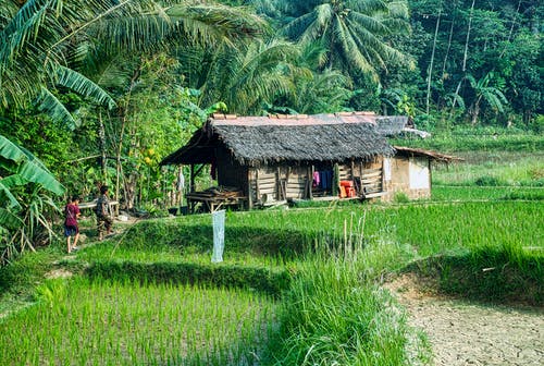 两人走向被茂密植被包围的稻田中的尼帕小屋 · 免费素材图片
