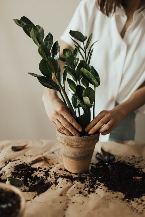 安排盆栽植物的人 · 免费素材图片