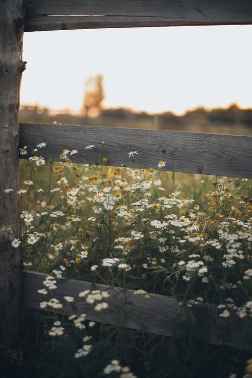 木栅栏旁边的白色花瓣花 · 免费素材图片