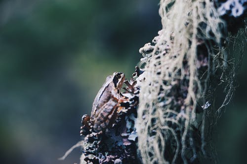一只青蛙的选择性聚焦照片 · 免费素材图片
