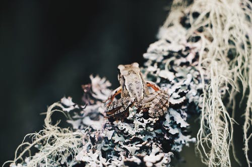青蛙的选择性聚焦照片 · 免费素材图片