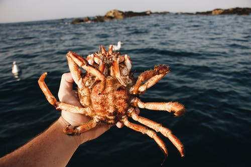 手中拿着棕色的螃蟹 · 免费素材图片