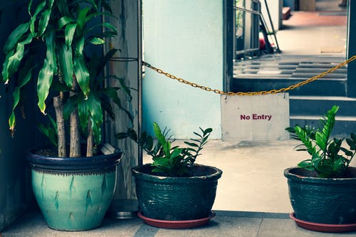 室内彩色花坛上的三片绿叶植物，挂在链上的禁止进入标志后面 · 免费素材图片