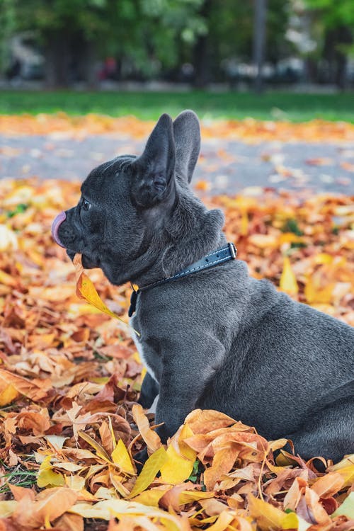 黑色英国斗牛犬幼犬 · 免费素材图片