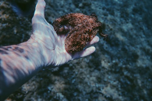水下拿着小章鱼的人 · 免费素材图片