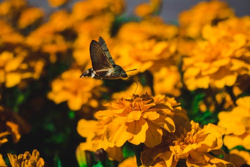 蝴蝶在黄色的花朵上的选择性焦点照片 · 免费素材图片