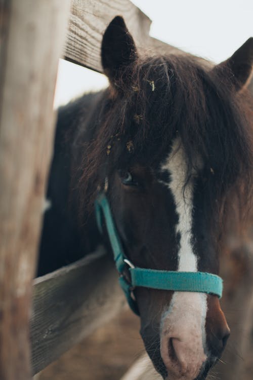 一匹马的照片 · 免费素材图片