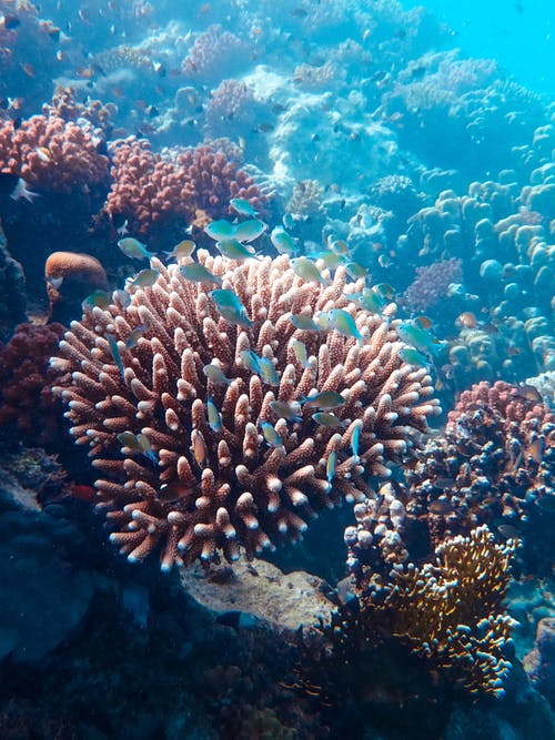 珊瑚礁的水下摄影 · 免费素材图片