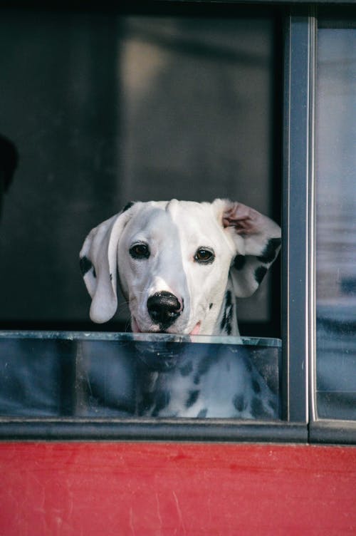 狗在车窗上偷看的照片 · 免费素材图片