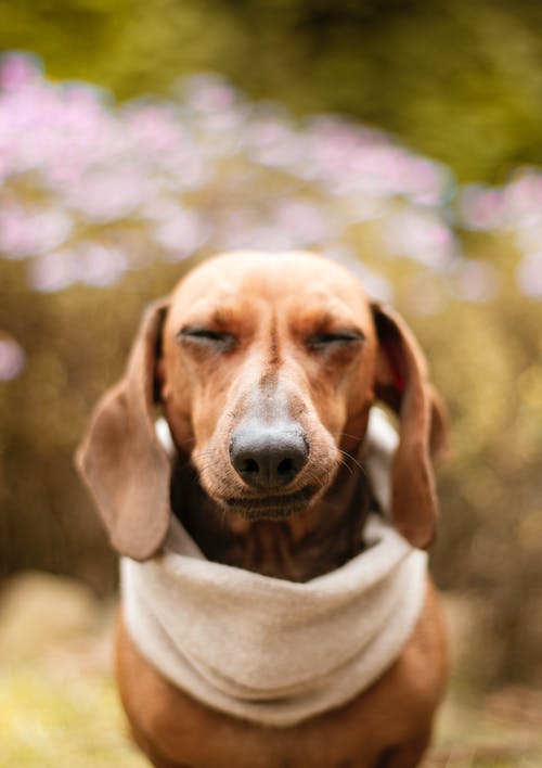 棕色的腊肠狗的选择聚焦特写照片，它的眼睛闭上 · 免费素材图片
