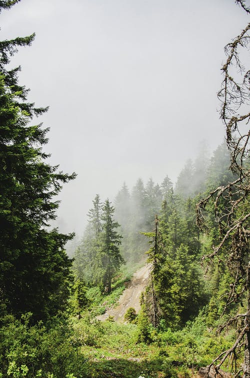 白天松树的照片 · 免费素材图片
