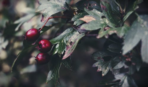 近摄摄影红樱桃 · 免费素材图片
