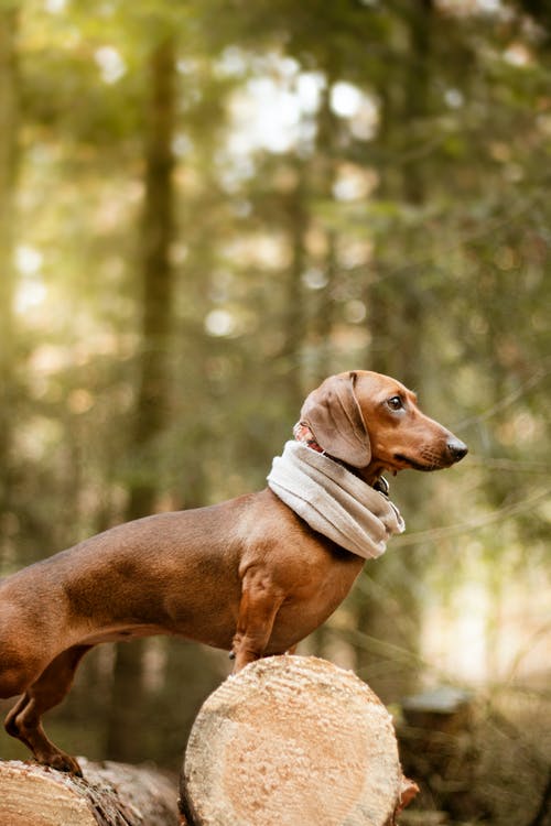 布朗腊肠狗站在木原木上的照片 · 免费素材图片
