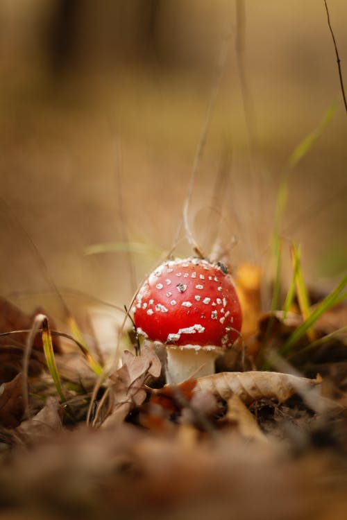 绿木耳蘑菇 · 免费素材图片