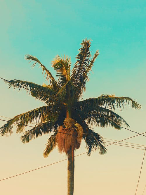白天椰子树的照片 · 免费素材图片