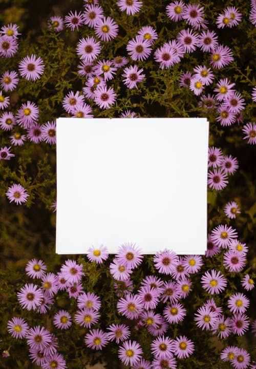 白皮书关于粉红色的花瓣花 · 免费素材图片